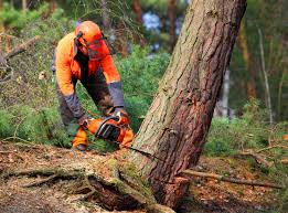 Professional Tree Services in Dundee, NY